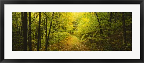 Framed Dirt road passing through a forest, Vermont, USA Print