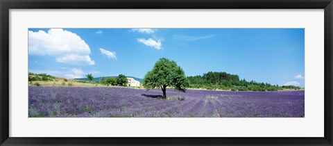 Framed Lavender Field Provence France Print