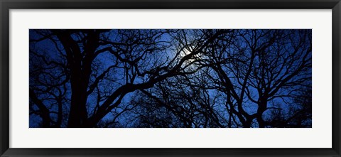 Framed Silhouette of Oak trees, Texas, USA Print