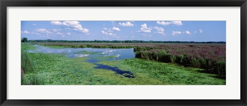 Framed Tall grass in a lake, Finger Lakes, Montezuma National Wildlife Refuge, New York State, USA Print