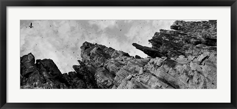 Framed Birds Nesting In Cliffs, Norway Print