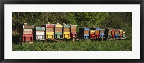 Framed Row of beehives, Switzerland Print