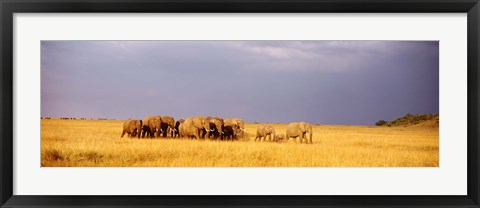 Framed Elephant Herd, Maasai Mara Kenya Print