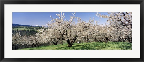 Framed Cherry Orchard, Oregon, USA Print