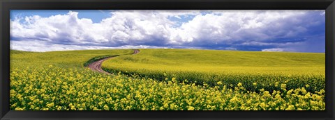 Framed Road, Canola Field, Washington State, USA Print