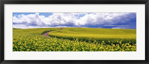 Framed Road, Canola Field, Washington State, USA Print