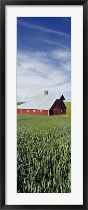 Framed Barn in a wheat field, Washington State (vertical) Print