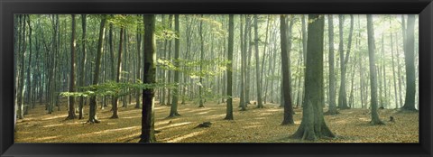 Framed Woodlands near Annweiler Germany Print