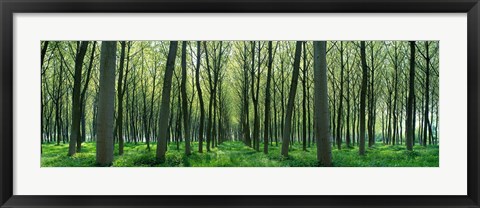 Framed Forest Trail Chateau-Thierry France Print