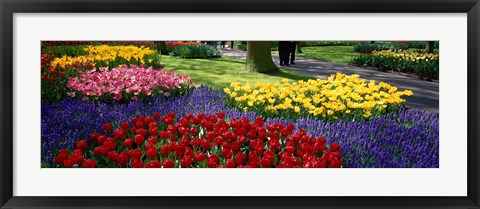 Framed Colorful flower beds, Keukenhof Garden, Lisse, The Netherlands Print