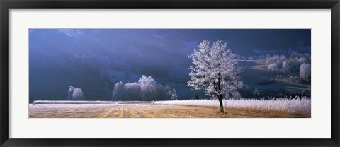 Framed Trees With Frost, Franstanz, Tyrol, Austria Print