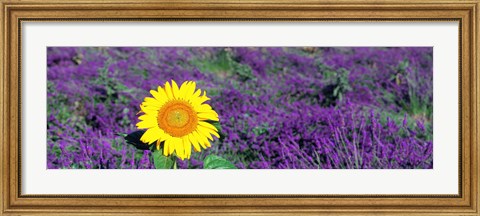 Framed Lone sunflower in Lavender Field, France Print
