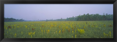 Framed Yellow Trumpet Pitcher Plants In A Field, Apalachicola National Forest, Florida, USA Print