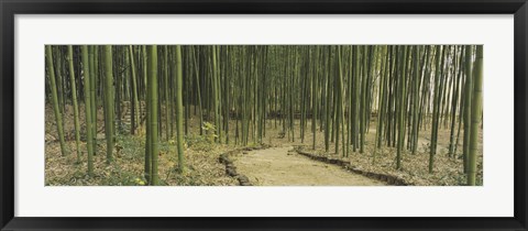 Framed Bamboo Trees, Kyoto, Japan Print