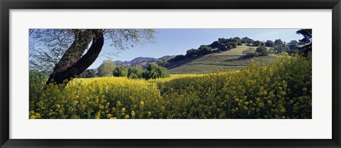 Framed Mustard Flowers Blooming In A Field, Napa Valley, California Print