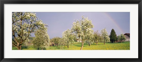 Framed Pear trees in a field (Pyrus communis), Aargau, Switzerland Print