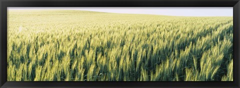 Framed Field Of Barley, Whitman County, Washington State, USA Print