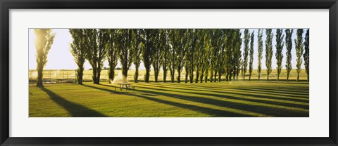 Framed Poplar Trees Near A Wheat Field, Twin Falls, Idaho, USA Print