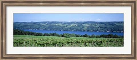 Framed Vineyard with a lake in the background, Keuka Lake, Finger Lakes, New York State, USA Print