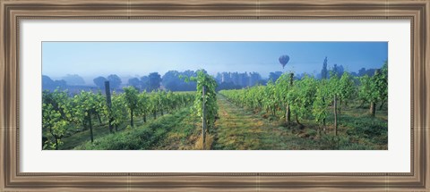 Framed UK, Great Britain, Sussex, Vineyard and hot air balloon Print