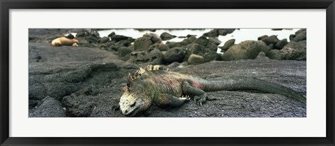 Framed Marine Iguana Galapagos Islands Print