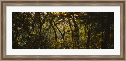 Framed Sunset over a forest, Monteverde Cloud Forest, Costa Rica Print