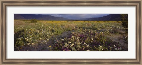 Framed High angle view of wildflowers in a landscape, Anza-Borrego Desert State Park, California, USA Print