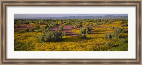 Framed High Angle View Of Wildflowers In A Landscape, Santa Rosa, Sonoma Valley, California, USA Print