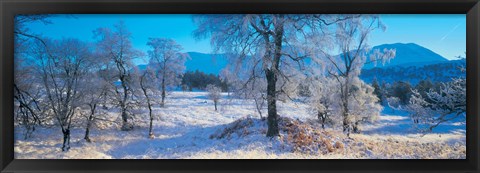 Framed Trossachs National Park, Scotland, United Kingdom Print