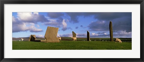 Framed Sheep, Stones Of Stenness, Orkney Islands, Scotland, United Kingdom Print