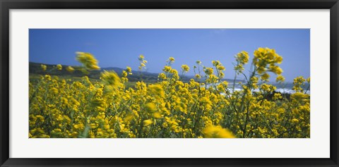 Framed Close-up of flowers, California, USA Print