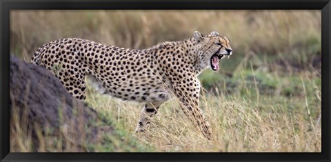 Framed Cheetah walking in a field Print