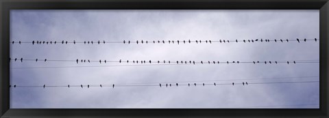 Framed California, Flock of birds sitting on power line Print