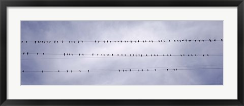 Framed California, Flock of birds sitting on power line Print