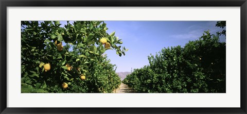 Framed Crop Of Lemon Orchard, California, USA Print