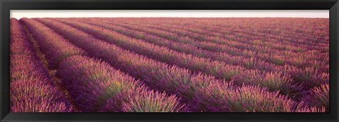 Framed Close-up of Lavender fields, Plateau de Valensole, France Print