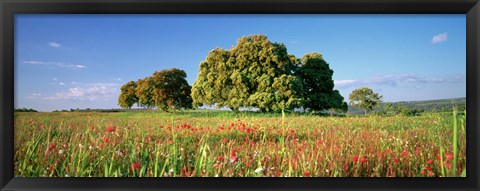 Framed Flowers in a field, Andalusia, Spain Print