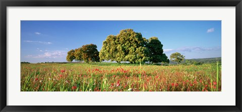 Framed Flowers in a field, Andalusia, Spain Print