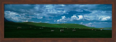 Framed Charolais cattle grazing in a field, Rocky Mountains, Montana, USA Print