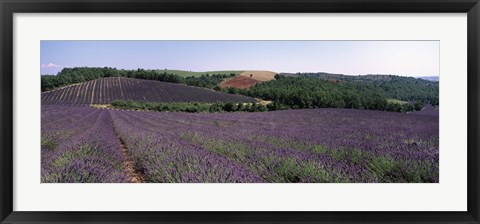 Framed Lavenders Growing In A Field, Provence, France Print