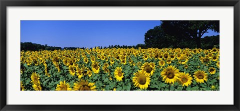 Framed Sunflowers In A Field, Provence, France Print