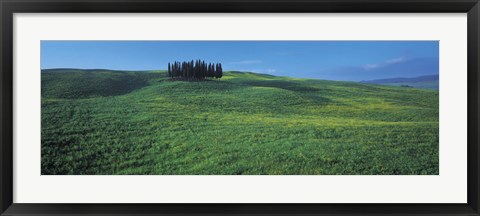 Framed Cypress Trees In A Field, Tuscany, Italy Print