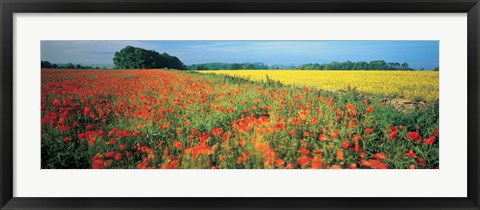 Framed Flowers in a field, Bath, England Print