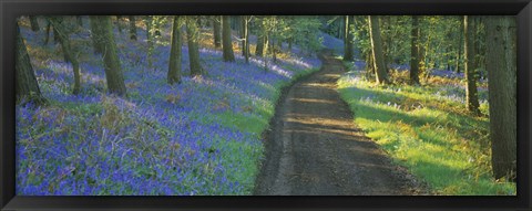 Framed Bluebell flowers along a dirt road in a forest, Gloucestershire, England Print