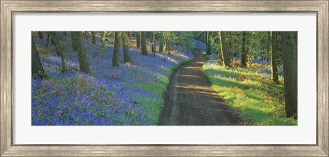 Framed Bluebell flowers along a dirt road in a forest, Gloucestershire, England Print