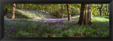 Framed Bluebells In A Forest, Newton Wood, Texas, USA Print