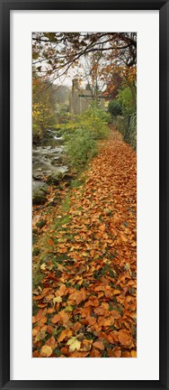 Framed Leaves On The Grass In Autumn, Sneaton, North Yorkshire, England, United Kingdom Print