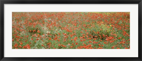 Framed Poppies growing in a field, Sicily, Italy Print