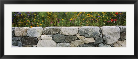 Framed Wildflowers growing near a stone wall, Fidalgo Island, Skagit County, Washington State, USA Print