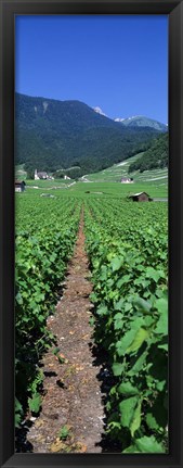 Framed Path In A Vineyard, Valais, Switzerland Print